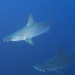 Curious Hammerheads