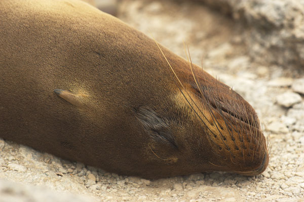 16 Sea Lion napping.  Looks like me on a surface interval.