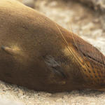 16 Sea Lion napping.  Looks like me on a surface interval.