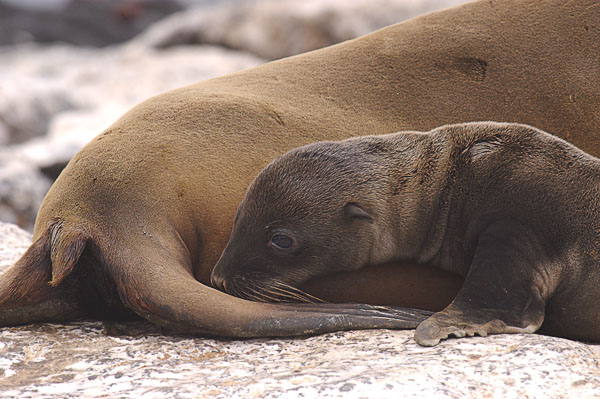 17 Sea Lion pup staying close to mama