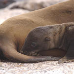 17 Sea Lion pup staying close to mama