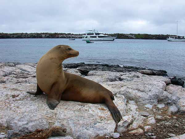 20  Sea lion with the Aggressor in the background