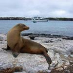 20  Sea lion with the Aggressor in the background