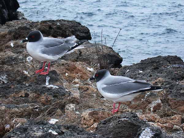 21  Swallow-tail gull