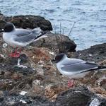 21  Swallow-tail gull