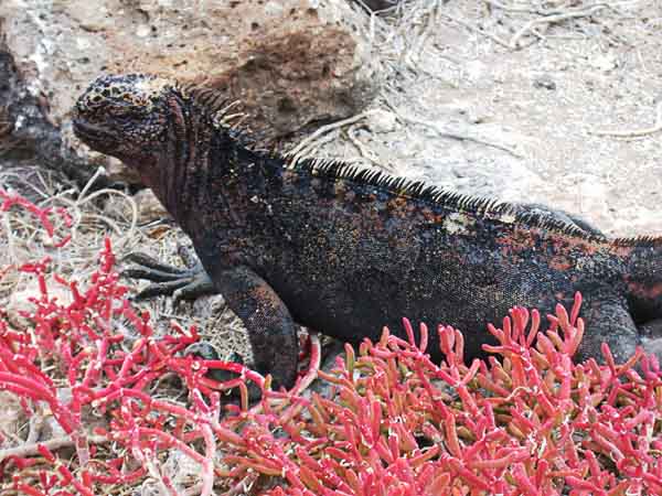 22  Marine iguana hiding in the red stuff