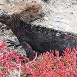 22  Marine iguana hiding in the red stuff