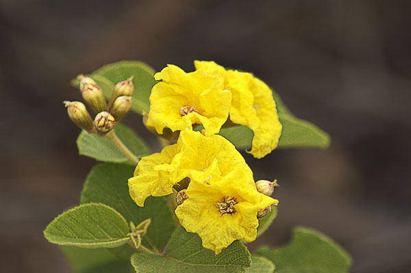 24  Yellow flower at the Darwin Center