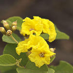 24  Yellow flower at the Darwin Center