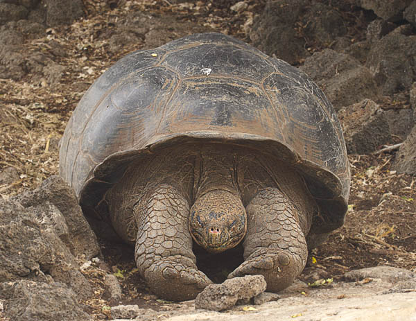 26  Giant tortoise.  Is he stretching or shoving the rock out of his way?