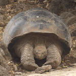 26  Giant tortoise.  Is he stretching or shoving the rock out of his way?