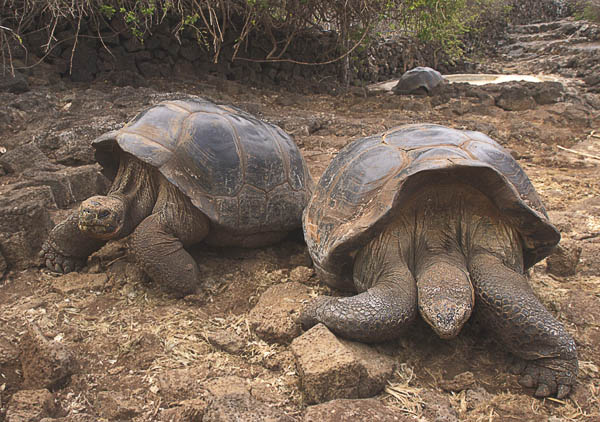 27  Giant tortoise race