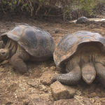 27  Giant tortoise race