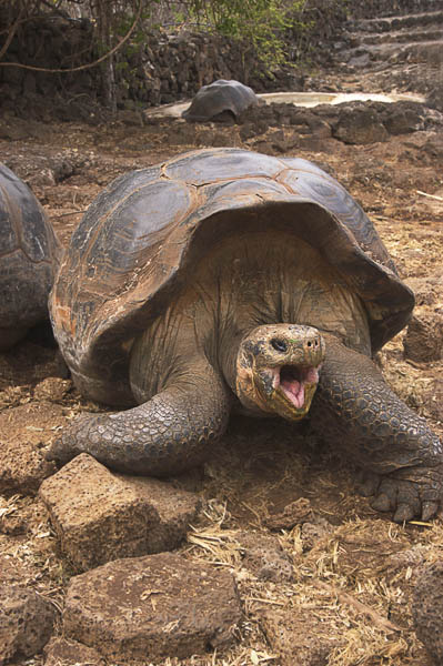 28 Giant tortoise in need of dentures