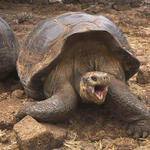 28 Giant tortoise in need of dentures