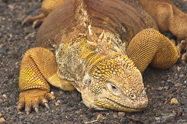 29 Land Iguana sunning himself