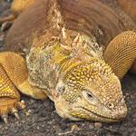 29 Land Iguana sunning himself