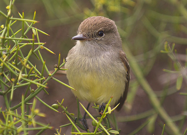 30 Galapagos Flycatcher