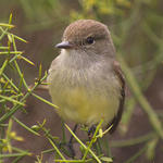 30 Galapagos Flycatcher