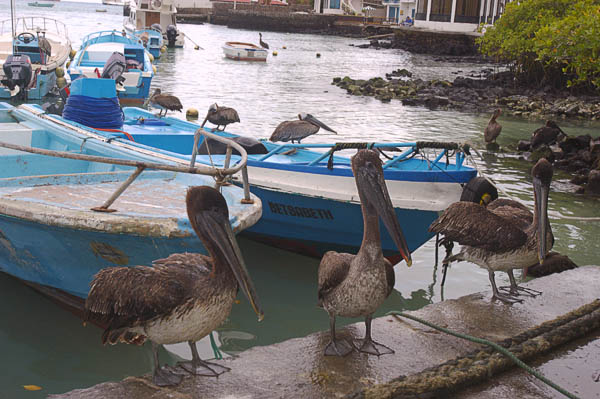 33 Brown Pelicans at the fish market Porto Arroyo