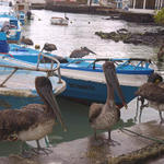 33 Brown Pelicans at the fish market Porto Arroyo