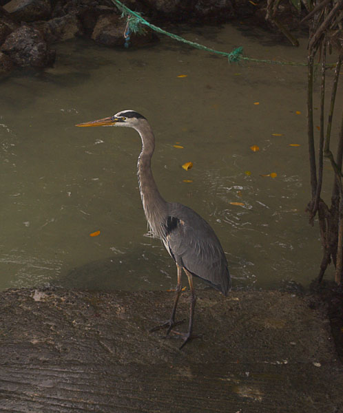 35  Great Blue Heron