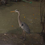 35  Great Blue Heron