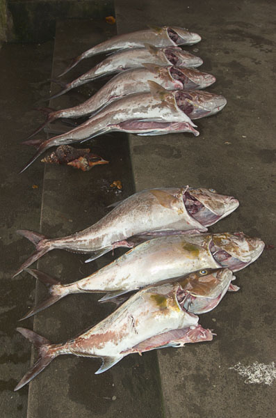 36  Fresh catch at the fish market Porto Arroyo