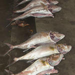 36  Fresh catch at the fish market Porto Arroyo