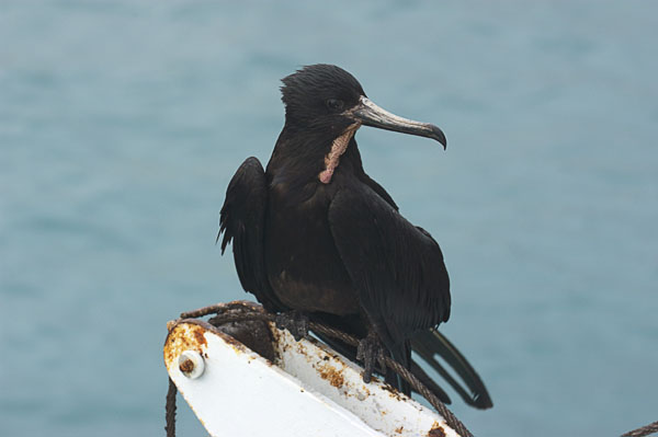 38  Frigatebird - These guys can't swim.  They steal the catch of other birds.
