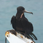 38  Frigatebird - These guys can't swim.  They steal the catch of other birds.