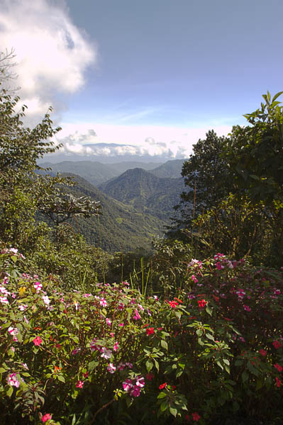 40 Morning sun in the cloud forest