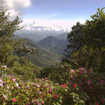 40 Morning sun in the cloud forest