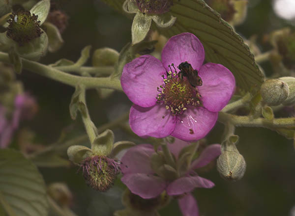 45 Purple flower being pollinated by a bee