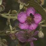 45 Purple flower being pollinated by a bee