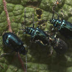 46 Beetles, not the beatles