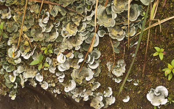 49 Lichen - The symbiotic combination of fungus and bacteria.