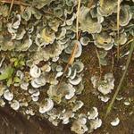 49 Lichen - The symbiotic combination of fungus and bacteria.