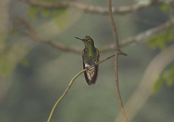 56  A humming bird