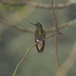 56  A humming bird