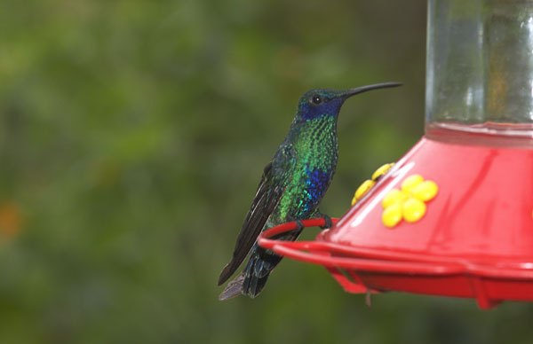 57 Humming bird at the feeder