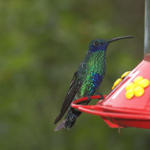 57 Humming bird at the feeder