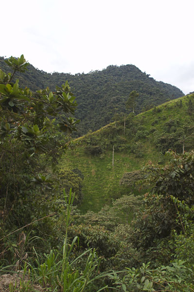 59  Forest clearing used for grazing