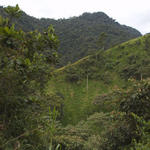 59  Forest clearing used for grazing