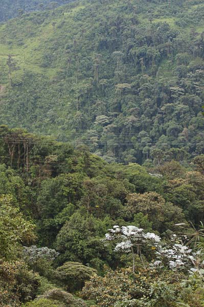 60  Jungle with a silver lining.  The silver leaved trees are called Cecropio.