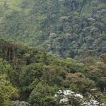 60  Jungle with a silver lining.  The silver leaved trees are called Cecropio.