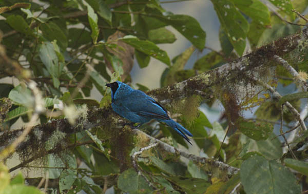 62  Turquoise Jay