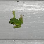 Frog_02.JPG