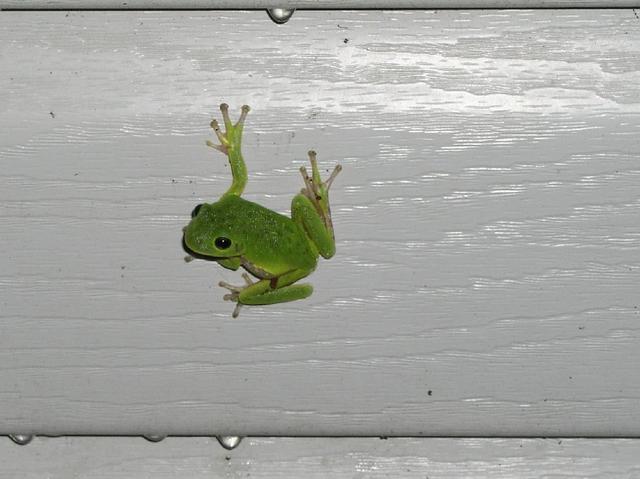 Frog_02.JPG