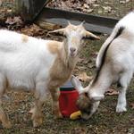 Goats002.JPG